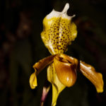 Cypripedium 7073 La serre aux orchidées, Ollioules février 2022.